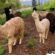 Maui Alpacas