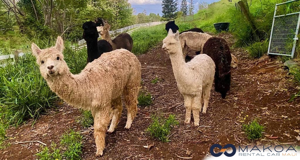 Maui Alpacas