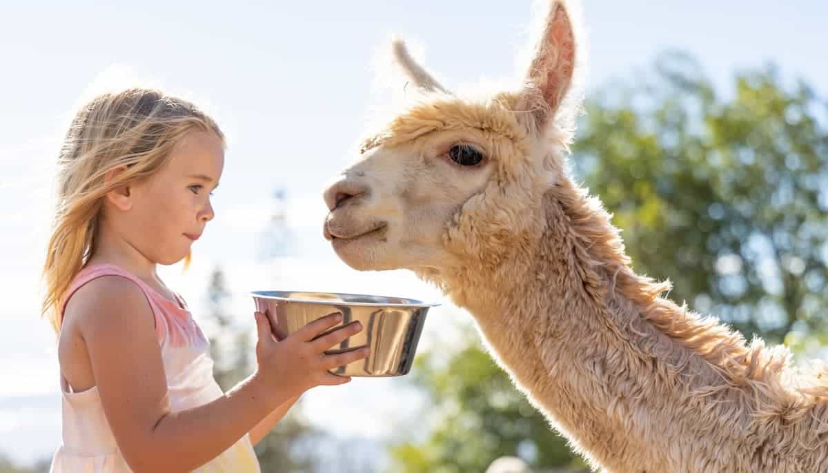 Maui Alpacas