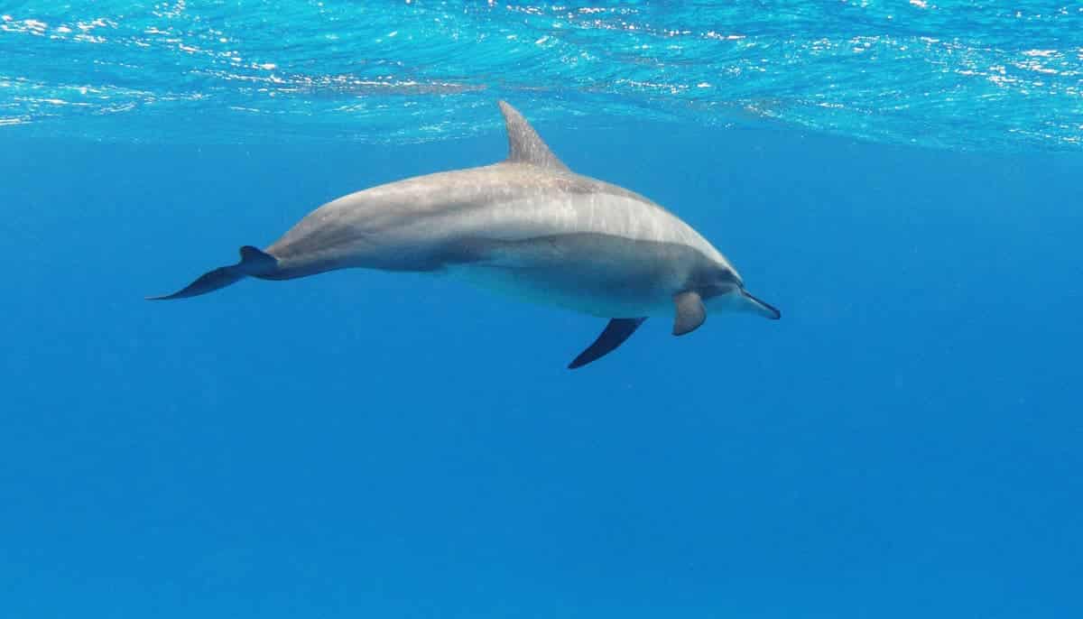 Seeing Dolphins on Lanai